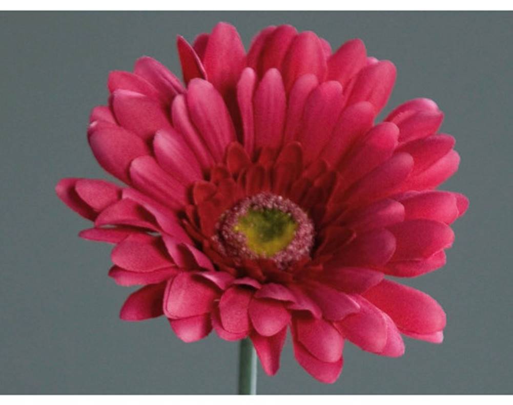 ASKO - NÁBYTOK Umelá kvetina Gerbera 56 cm, fuchsiová, značky ASKO - NÁBYTOK